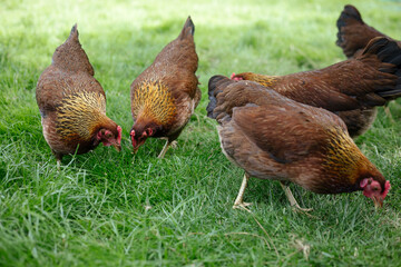 Hühner im Garten der Rasse Zwerg Welsumer