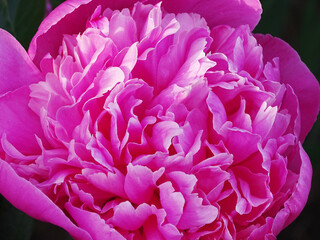 Pink peony flower close-up. Fragment of a flower in pink tones