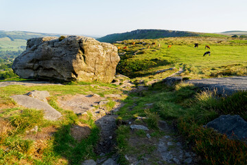 Highland and Holstein cattle grazing on Baslow Edge in the early morning summer sunshine
