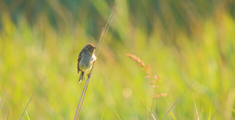 Warbler perching on the plant stem in Seaton Wetlands Nature Reserve, Devon