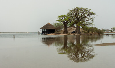 Peaceful african landscape near Sine Saloum, Senegal african architecture, baobab trees and reflection on the river - 360837979