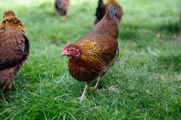 Hühner im Garten der Rasse Zwerg Welsumer