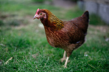 Hühner im Garten der Rasse Zwerg Welsumer