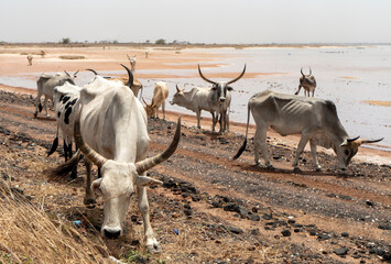 A herd of white African cows, Zebu, walks through the savannah, in front of the river, near sine saloum, Senegal, Africa