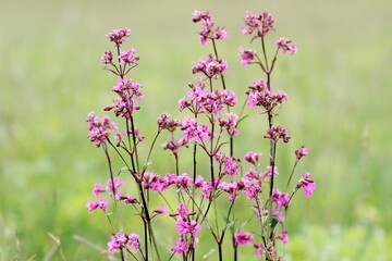 Field background with wild flowers