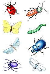 Fototapeta premium Set of waterolor hand drawn insects isolated on white background. Elements for design.
