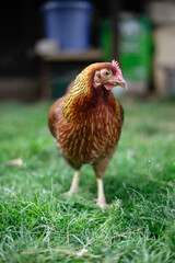 Hühner im Garten der Rasse Zwerg Welsumer