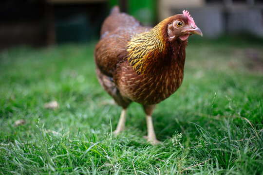H&uuml;hner im Garten der Rasse Zwerg Welsumer