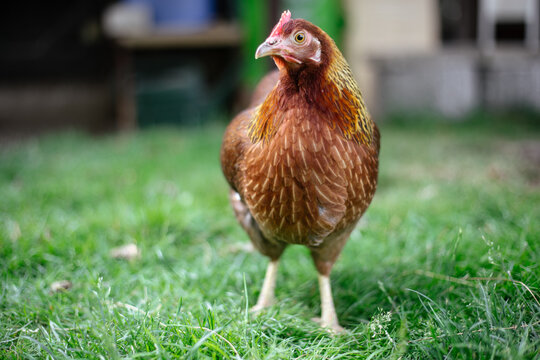 Hühner im Garten der Rasse Zwerg Welsumer