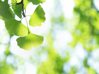 新緑のイチョウの葉
