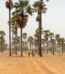 Group of young African walking with buckets through the palm trees, Senegal, Africa