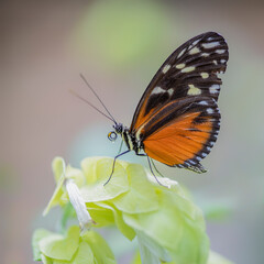 Fototapeta na wymiar Beautiful Tiger longwing (Heliconius hecale) on a beautiful yellow flower in the amazon rainforest in South America. Presious Tropical butterfly . Blurry green and orange backgroun