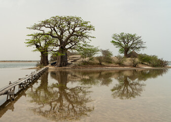 Peaceful african landscape near Sine Saloum, Senegal african architecture, baobab trees and reflection on the river