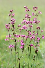 Field background with wild flowers