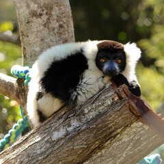 Lemur crouching on a log in an enclosure, watching - taken at a zoo in Queensland, Australia