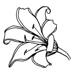 Vector single element. Floral Illustration with flower Lily. Hand drawn doodle.