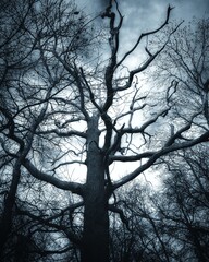bare tree in the winter