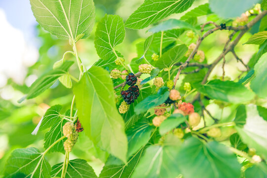 Mulberry at various stages of ripeness. Unripe (green), ripening (pink and red) and ripe (black). Mulberry on the branch. Green leaves and sky in the background