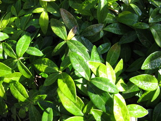 Lesser periwinkle, Vinca minor,a groundcover in the garden 