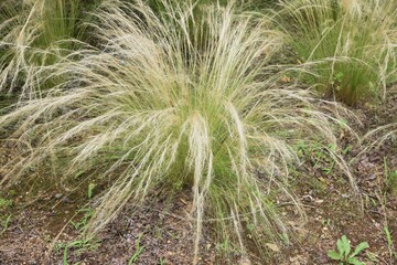 Ornamental grass / Poaceae evergreen perennial Stipa tenuissima(Angel hair).