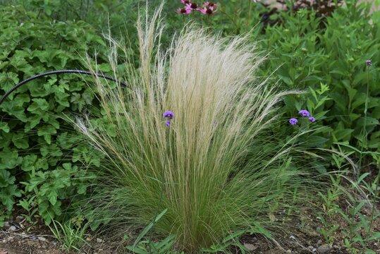 Ornamental grass / Poaceae evergreen perennial Stipa tenuissima(Angel hair).