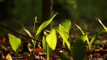 Lily of the valley leaves illuminated from behind, spring on the bottom of a sunny forest, fuzzy background and copy space
