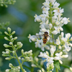 Schwebfliege,Syrphidae,auf einer Ligusterblüte