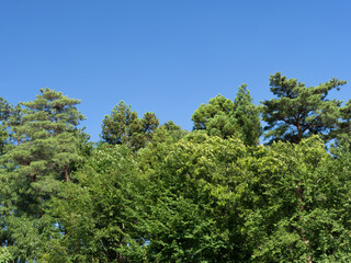 新緑と青空