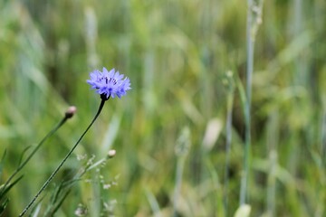 Field background with wild flowers