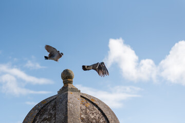 Two birds fly over a stone a sunny day with few clouds