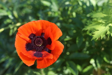 Red poppy grows on the street. Wild flower.