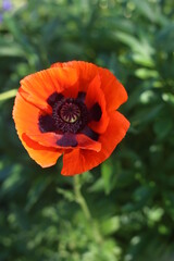 Fototapeta premium Red poppy grows on the street. Wild flower.