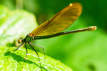 Motionless in the garden