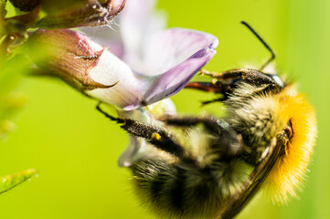 A honey bee at work