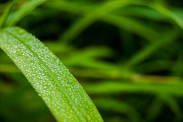 Small dew drops on a green leaf
