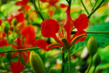 Red flame of the forest flowers in the middle of green leaves