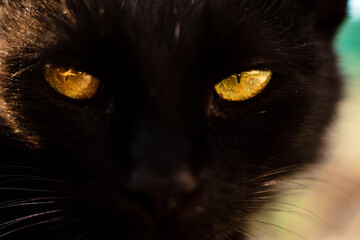 Cat-Eyes. Close up of black cat's intense yellow eyes.  © fotoartcluj