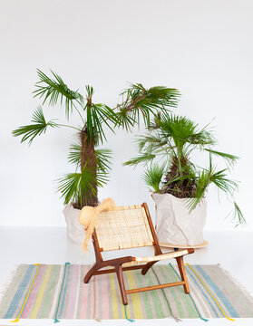 Gren palm trees in white room