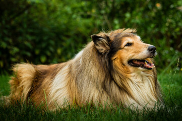 Fototapete bei efototapeten.de bestellen   