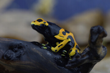 Macro photo of tropical frog