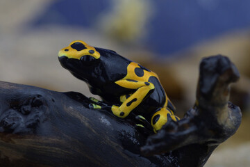Macro photo of tropical frog