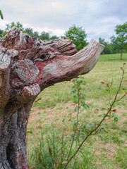 old  elephant-like tree trunk