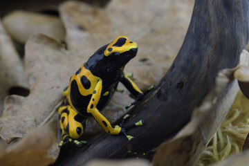 Macro photo of tropical frog
