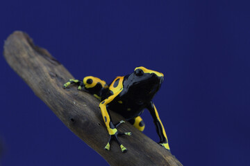Macro photo of tropical frog