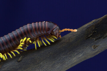 macro of a millipede