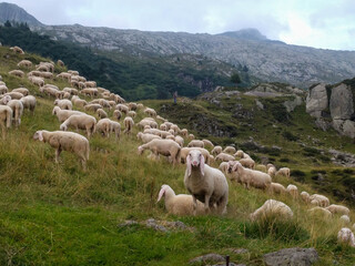 Fototapeta premium The view of sheeps herd grazing on The Italian Alps, Lombardy, Italy.