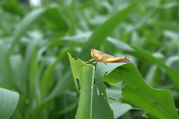 grasshopper on corn leaves
