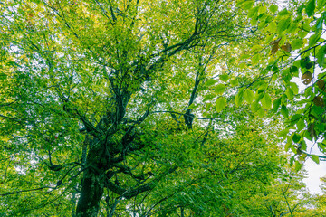 紅葉に染まる大きなブナの木