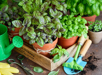Fresh  grown home basil  in pots. Gardening concept. Selective focus. Violet and green basil in a...