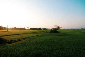 Sunrise over a paddy field